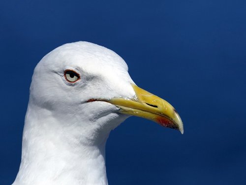 gull  head  portrait
