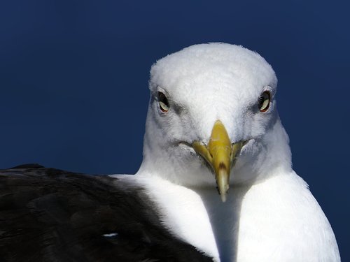 gull  head  face