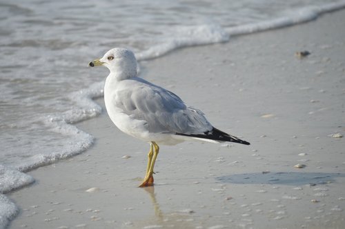 gull  shore  beach