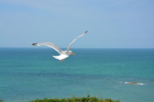 gull  seagull  sea