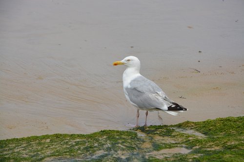gull  seagull  beach