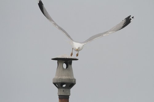 gull  fireplace  sky