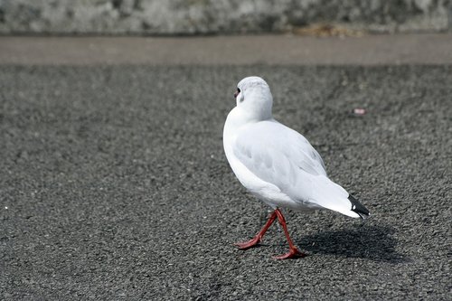 gull  dance  hamburgensien