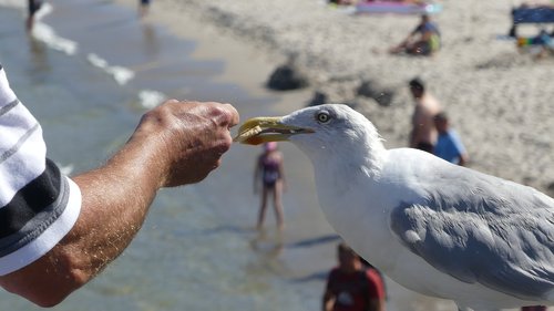 gull  animal  bird