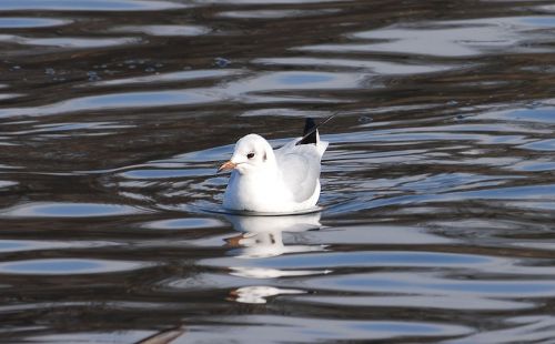 gull resting bird