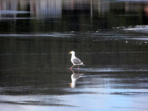 gull walking water