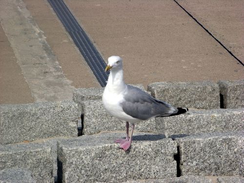 gull bird animal