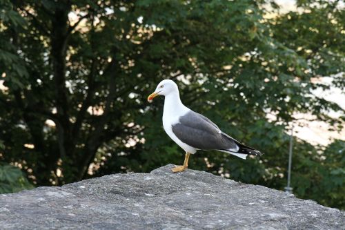 gull seagull bird