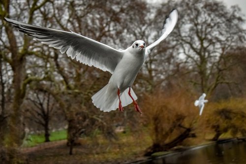 gull  bird  seagull