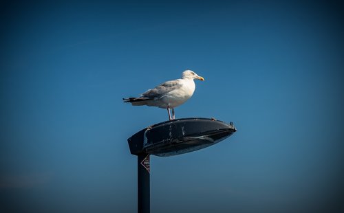 gull  bird  coast