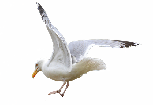gull  seevogel  isolated