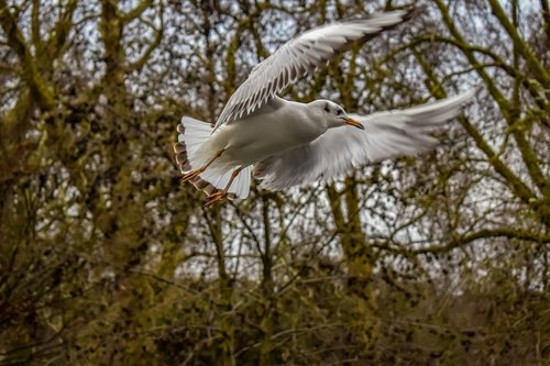 gull  bird  seagull