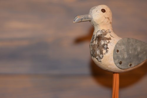 gull  bird  wood