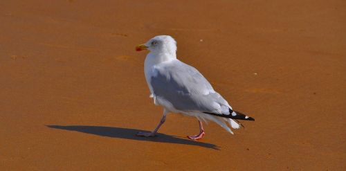 gull bird beach