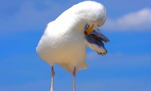 gull  sea  water