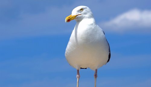 gull  sea  water