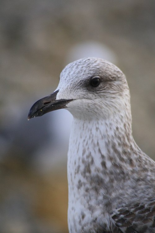 gull  atlantic  nature