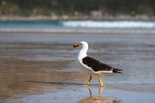 gull  seagull  pacific gull