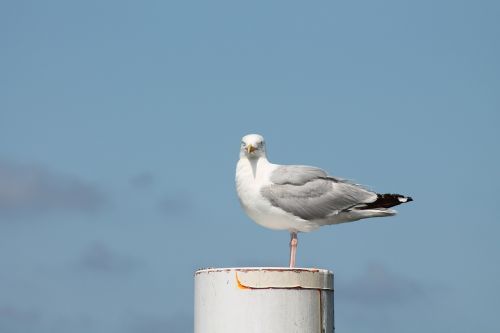 gull bird animal