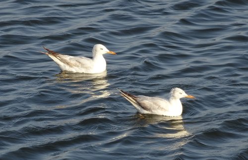 gull  bird  slender-billed gull
