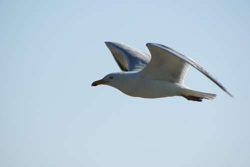gull  seagull  bird