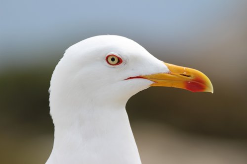 gull  bird  seagull