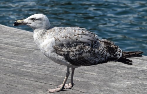 gull  seagull  bird
