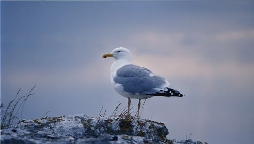 gull bird gotland
