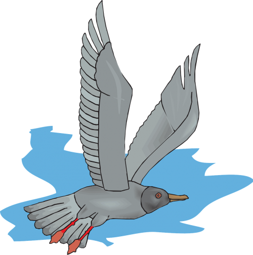 gull seagull sea-gull