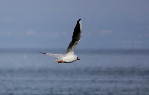 gull flight fly