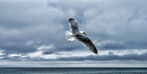 gull sea gull bird