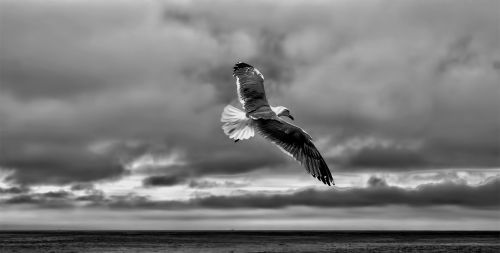 gull sea gull fly