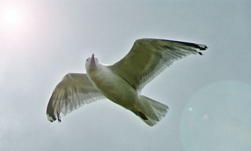 gull bird seagull