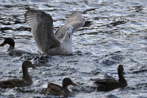 gull bird water