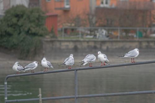 gull seemoeve animals