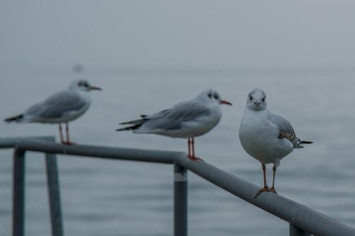 gull seemoeve railing