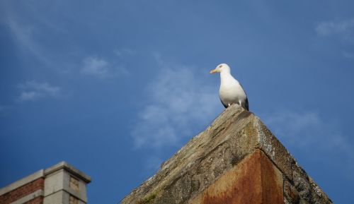 gull bird seagull