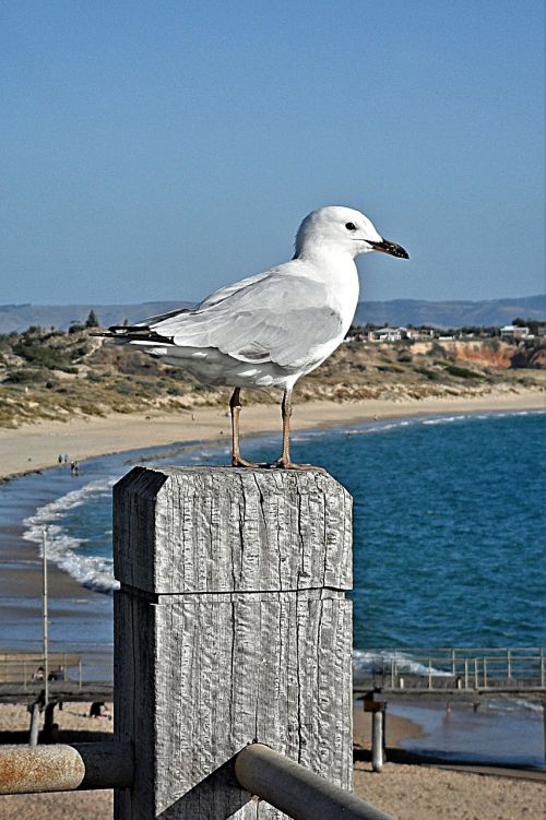 gull sea bird