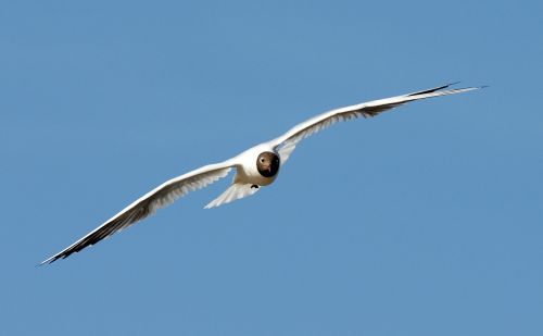 gull flight bird