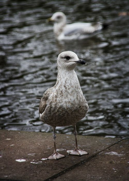 gull bird sea gull