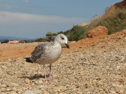 gull bird animal