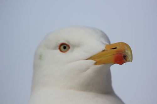 gull bill bird