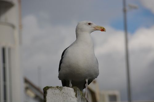 gull bird animal