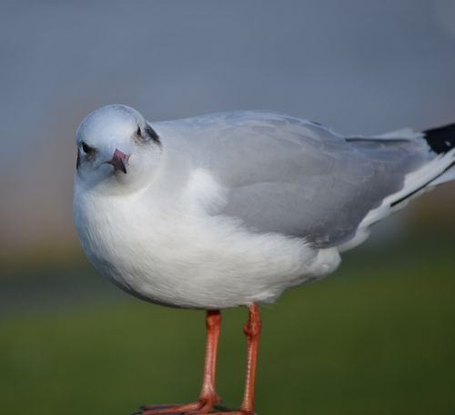 gull wildlife questioning