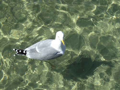 gull water nature