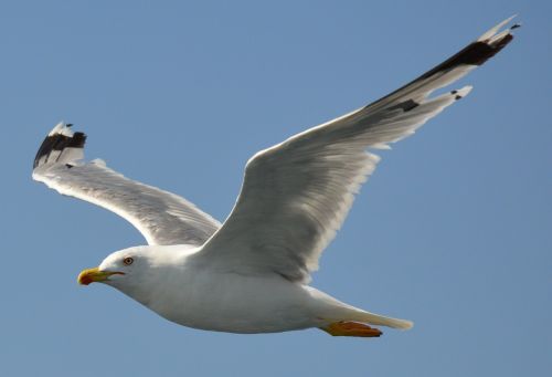 gull bird fly