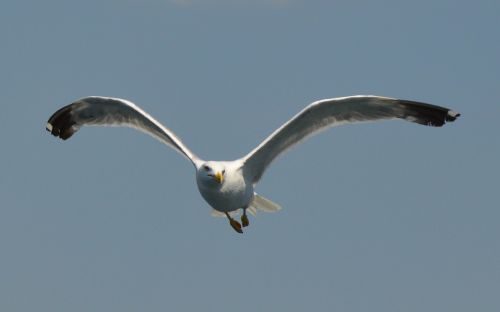 gull bird fly