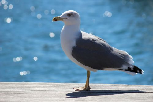 gull seagull nature