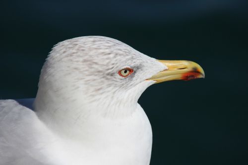 gull seagull summer