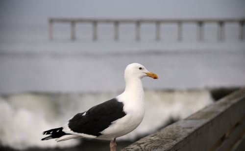 Gull And The Pier